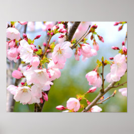 Poster Cherry Blossom Close