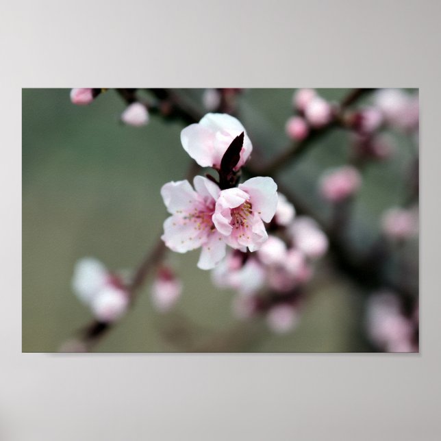 Poster Cherry Blossom em Primavera (Frente)