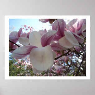Pôster Cherry Blossom Fllower