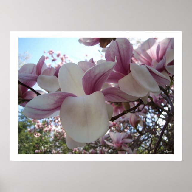 Pôster Cherry Blossom Fllower (Frente)