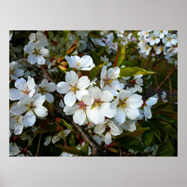 Pôster Cherry Blossom II (Frente)