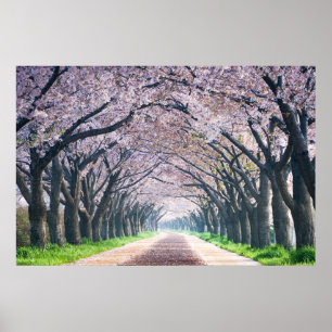 Poster Cherry Blossom Lane