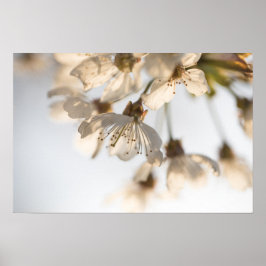 Poster Cherry Blossom Nature Photo