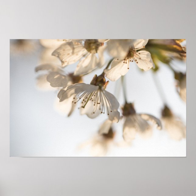Poster Cherry Blossom Nature Photo (Frente)