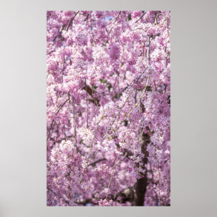 Poster Cherry Blossom Primavera