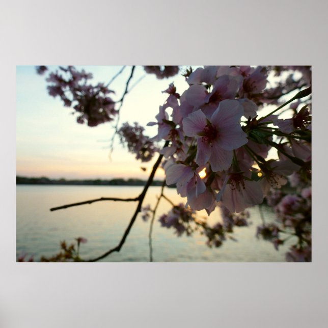 Pôster Cherry Blossom Sunset em Washington DC (Frente)