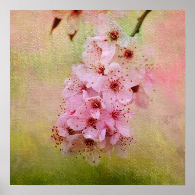 Poster Cherry Blossoms (Frente)