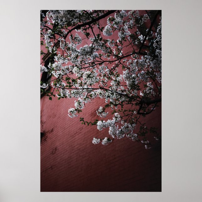 Poster Cherry Blossoms (Frente)