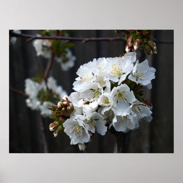 Poster Cherry Blossoms (Frente)