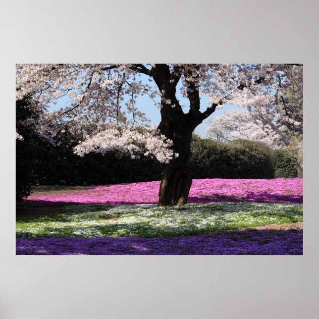 PÔSTER CHERRY BLOSSOMS (Frente)