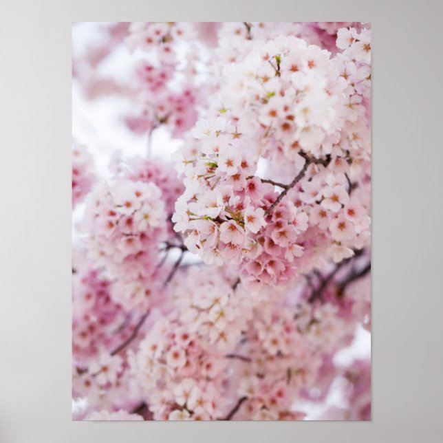 Pôster Cherry Blossoms (Frente)