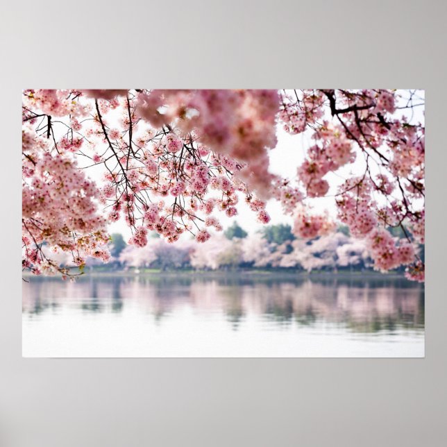 Poster Cherry Blossoms (Frente)