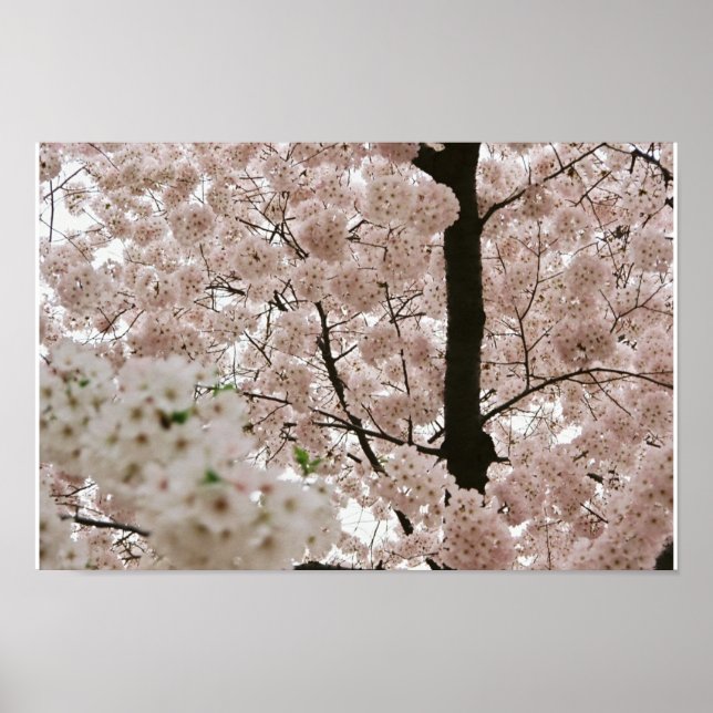 Poster Cherry Blossoms 1 (Frente)