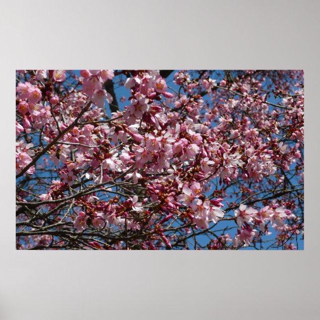 Poster Cherry Blossoms e Blue Sky Primavera Floral (Frente)