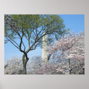 Poster Cherry Blossoms e o Monumento de Washington em DC