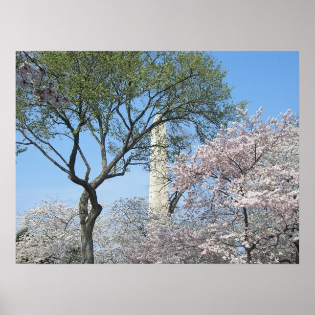 Poster Cherry Blossoms e o Monumento de Washington em DC (Frente)