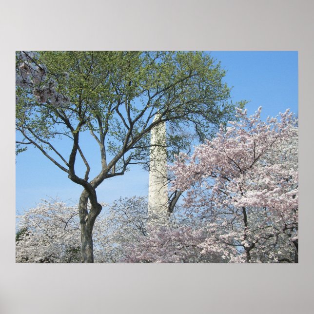 Poster Cherry Blossoms e o Monumento de Washington em DC (Frente)