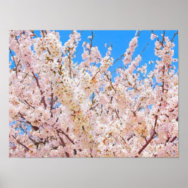 Poster Cherry Blossoms em Bloom de Cheio
