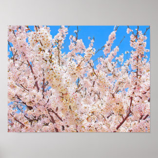 Poster Cherry Blossoms em Bloom de Cheio