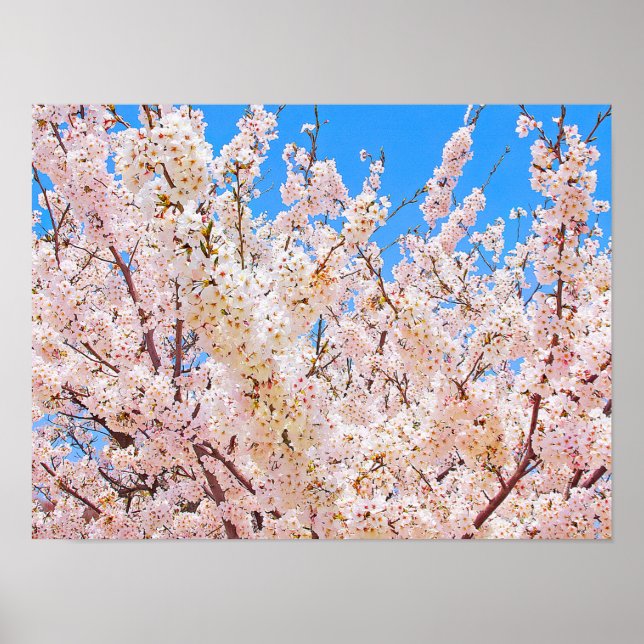 Poster Cherry Blossoms em Bloom de Cheio (Frente)