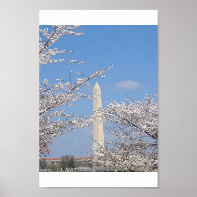 Pôster Cherry Blossoms em Washington DC (Frente)