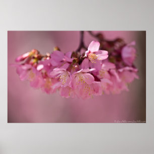 Poster Cherry Blossoms Hot Primavera de 2012