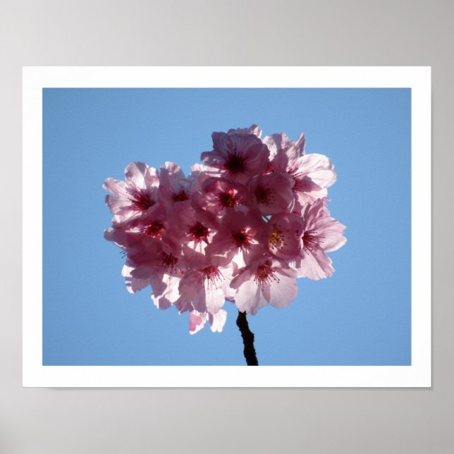 Poster Cherry Blossoms: Japan  (Frente)