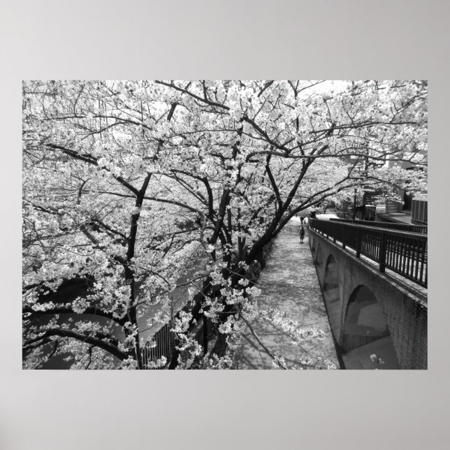 Poster Cherry Blossoms: Meguro River, Tokyo (black/white) (Frente)