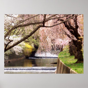 Pôster Cherry Blossoms por Mill Stream