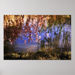 Poster Cherry Blossoms sobre um Pond