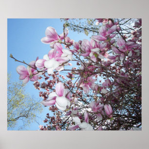 Pôster Cherry Blossoms Tree