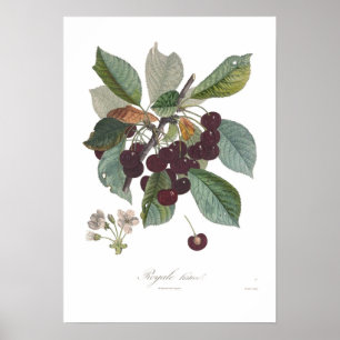 Poster Cherry,Early Royale