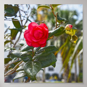 Poster Cherry Red Camellia Flower e Bud