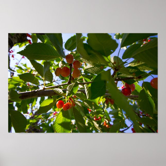 Poster Cherry Tree, Michigan (Frente)