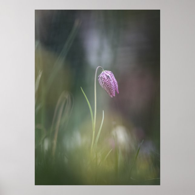 Poster Chess Flower Nature Photo (Frente)