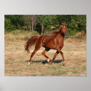 Poster Chestnut Arab Running Mane Tail Fluindo
