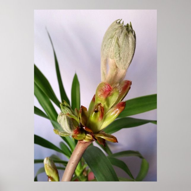 Poster Chestnut Bud (Frente)