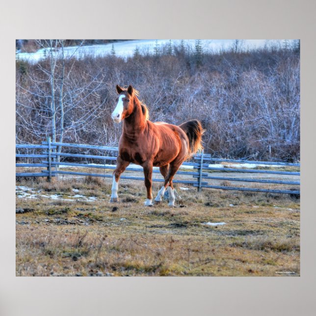 Poster Chestnut Horse Trotando uma Foto de Hill (Frente)