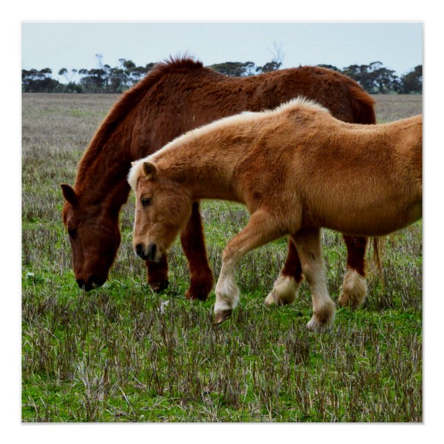 Pôster Chestnut Mare E Palomino Foal, (Frente)