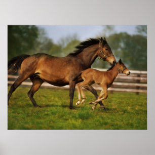 Poster Chestnut Mare & Foal puro