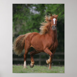 Poster Chestnut Welsh Pony Mane and Tail Fluir