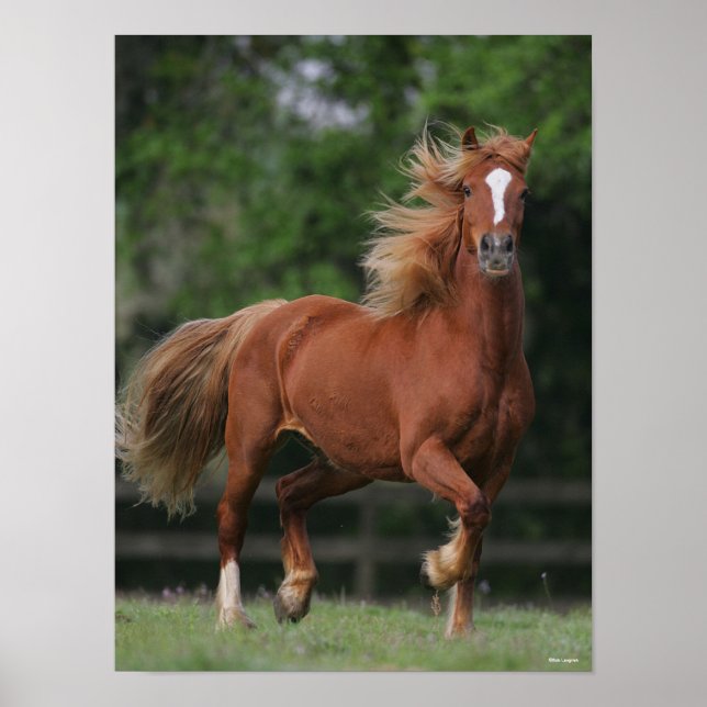 Poster Chestnut Welsh Pony Mane and Tail Fluir (Frente)