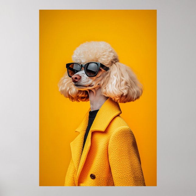 Poster Chic Poodle em óculos escuros e Casaco amarelo (Frente)