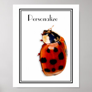 Pôster Chic Spotted Ladybug Com Nome