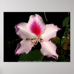 Pôster Chichen Itza, Yucatan, Mexico