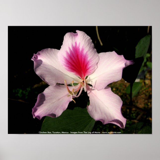 Pôster Chichen Itza, Yucatan, Mexico (Frente)
