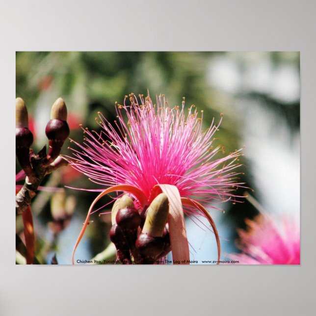 Pôster Chichen Itza, Yucatan, México (Frente)