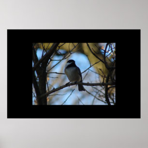 Pôster Chickadee