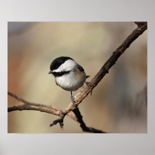 Pôster Chickadee