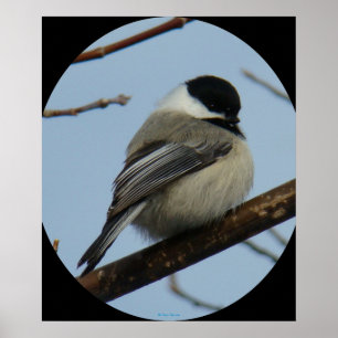 Pôster Chickadee B43 tampado preto